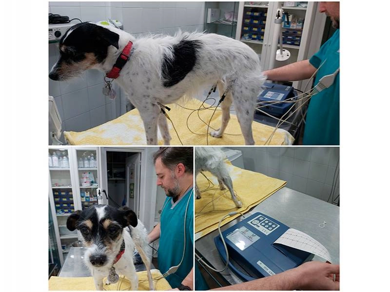 PRADO DE BOADILLA CENTRO VETERINARIO - Veterinarios en Boadilla del Monte -  Servicios - La atención veterinaria que tus mascotas se merecen.