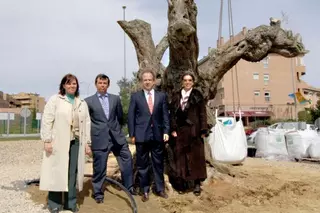 El Santander cede un olivo milenario a Boadilla