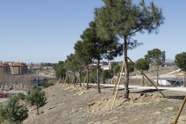 El Ayuntamiento de Boadilla niega que la zona semiforestal situada en la calle Isabel II se encuentre en mal estado