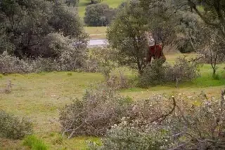 Poda y resalveo en la parcela municipal colindante a la carretera M-513