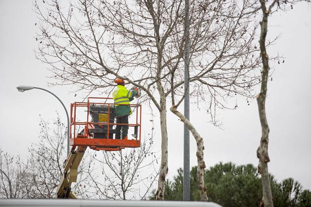 Continúan los trabajos de poda de árboles previstos para este año en Boadilla del Monte