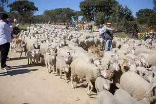 Las “ovejas-bombero” ya pastan en el monte de Boadilla