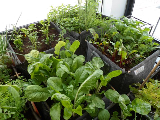 
                                                    Metro Huerto: un 'huerto urbano' en mi terraza