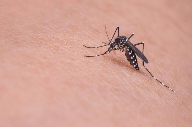 
                                                    La Consejería de Sanidad ha registrado el primer caso de virus zika en la Comunidad de Madrid