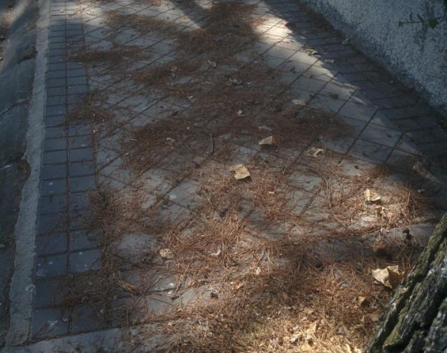 El PSOE de Boadilla pide respuestas ante "la falta de limpieza" del municipio en la época estival