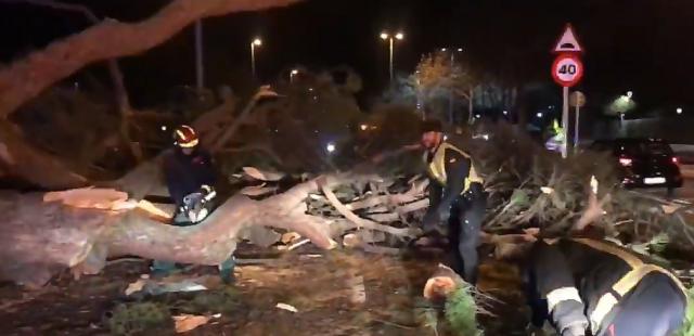 Dos heridos al caer un árbol sobre un coche en Boadilla