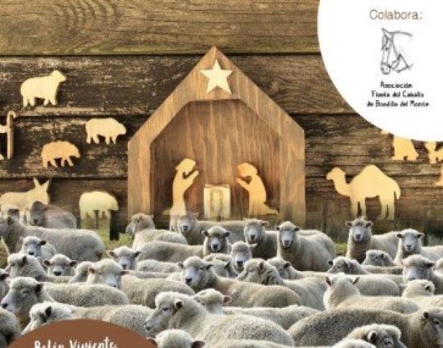 Las ovejas llegarán a Boadilla el día próximo día 22 y formarán parte del tracidional Belén Viviente