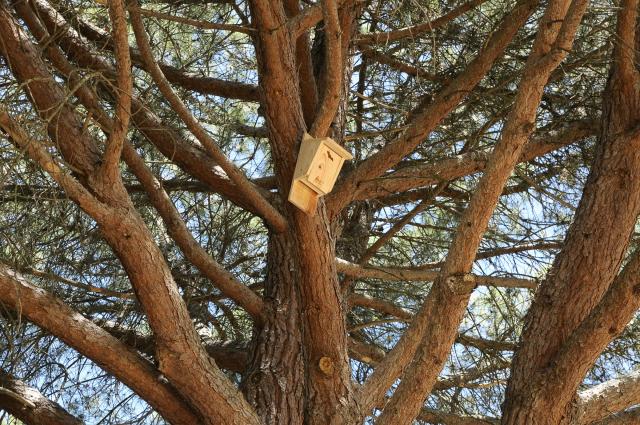 El Ayuntamiento coloca cien cajas-nido para murciélagos con el fin de controlar plagas de insectos