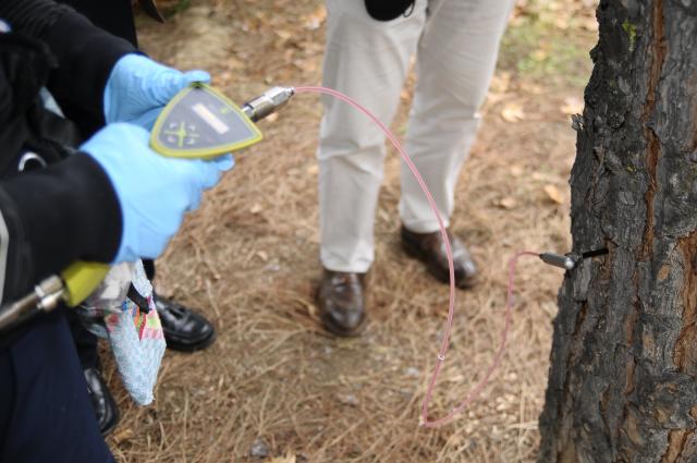 
                                                    Más de 200 pinos han recibido ya tratamiento por endoterapia contra la oruga procesionaria