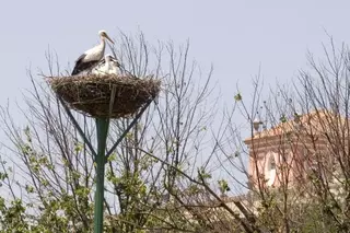 Nuevo éxito de los nidos disuasorios para cigüeñas