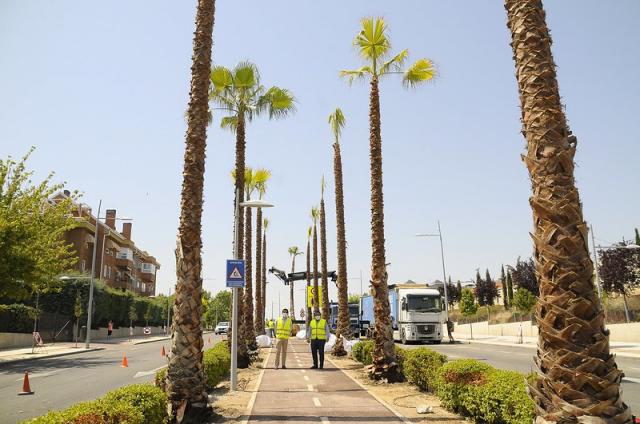 El Ayuntamiento de Boadilla comienza a plantar palmeras en la avenida Infante D. Luis