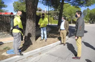 Más de 1500 inyecciones en ejemplares de pino, comienza la campaña anual contra la oruga procesionaria en Boadilla