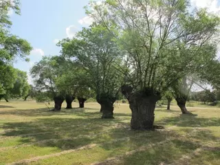 Los socialistas de Boadilla piden medidas para preservar el legado patrimonial histórico y cultural del municipio