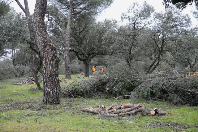Abierta la inscripción para recoger leña procedente de los árboles del monte afectados por el temporal