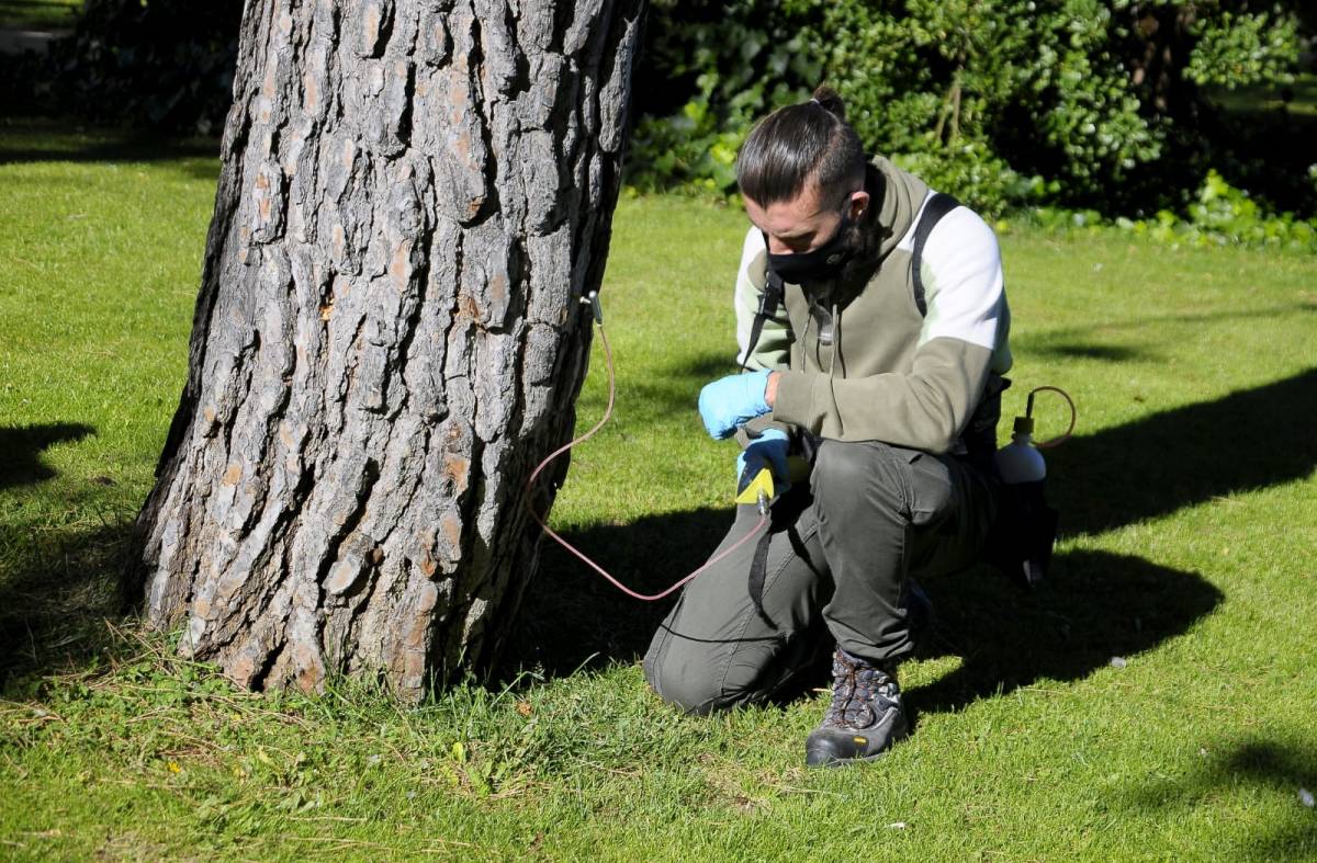 Boadilla aplica la endoterapia a más de 800 pinos para evitar plagas de  oruga procesionaria - Noticias en Boadilla del Monte