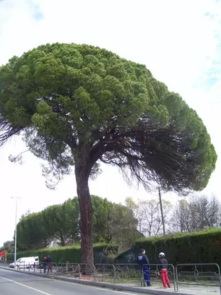 Campaña de conservación de los árboles centenarios de Boadilla