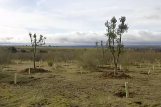 El proyecto de reforestación del Monte en la zona del Parque del Guadarrama avanzan a buen ritmo