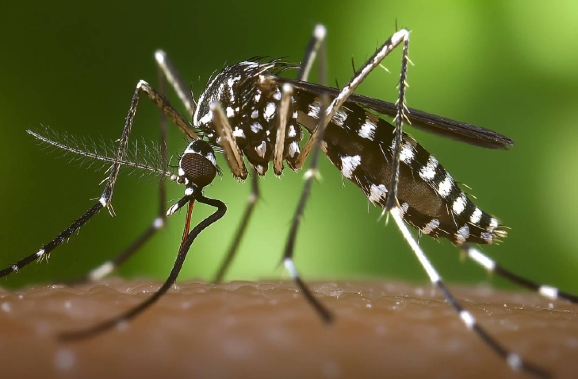 Vuelve el mosquito tigre: instan a notificar su presencia y seguir consejos para prevenir su aparición