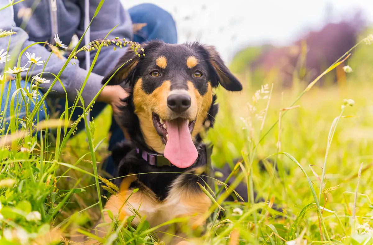 ¡No es solo calor! Reconoce los síntomas del golpe de calor en tu mascota: Hurvet Oeste nos da las claves