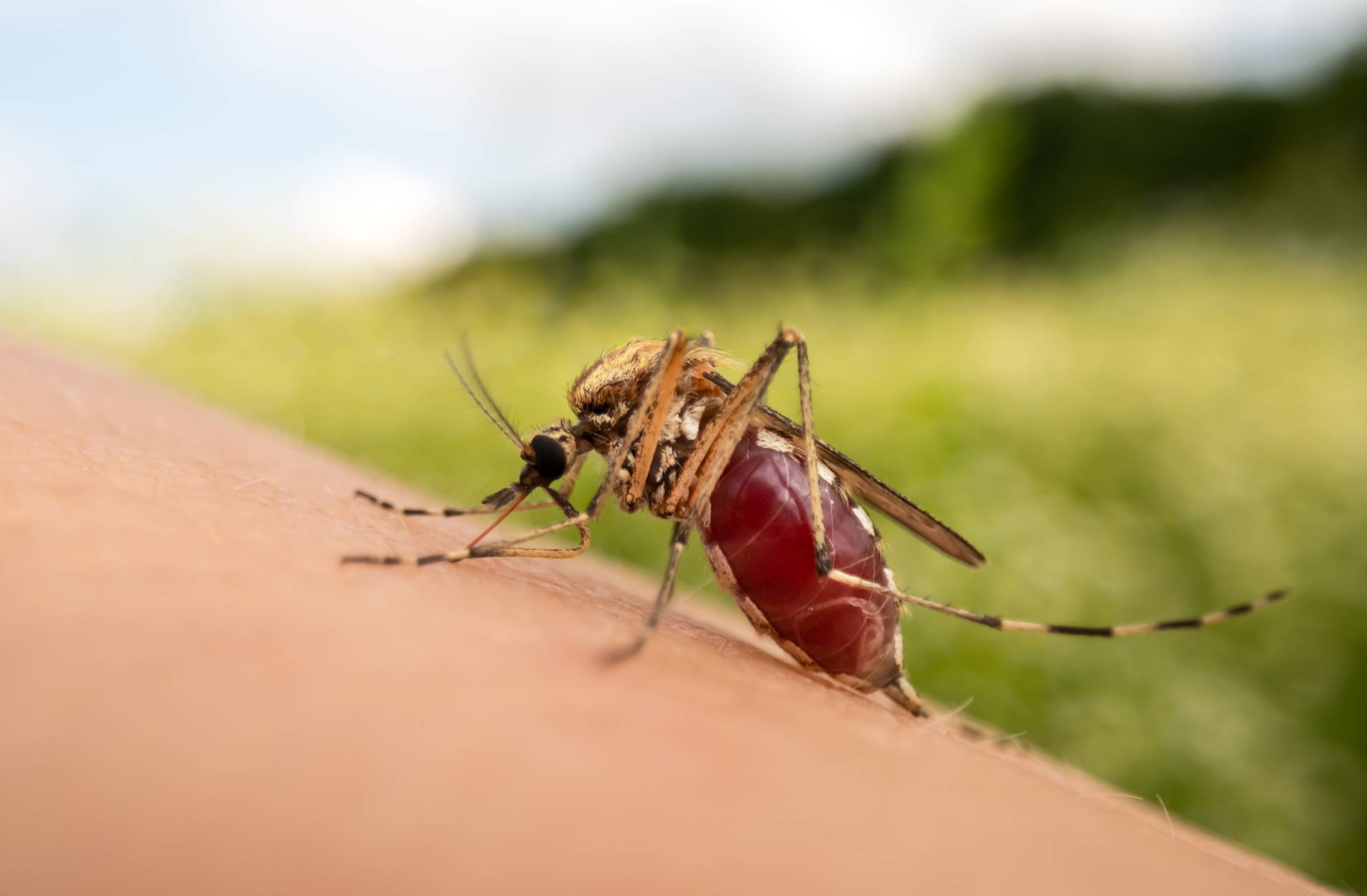 El Ayuntamiento de Boadilla refuerza la vigilancia del mosquito tigre con una campaña activa hasta noviembre