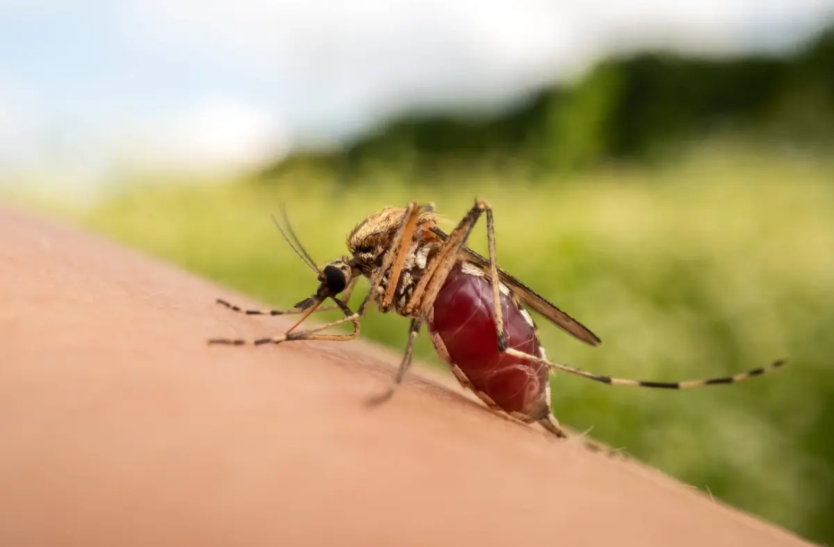 El Ayuntamiento de Boadilla refuerza la vigilancia del mosquito tigre con una campaña activa hasta noviembre