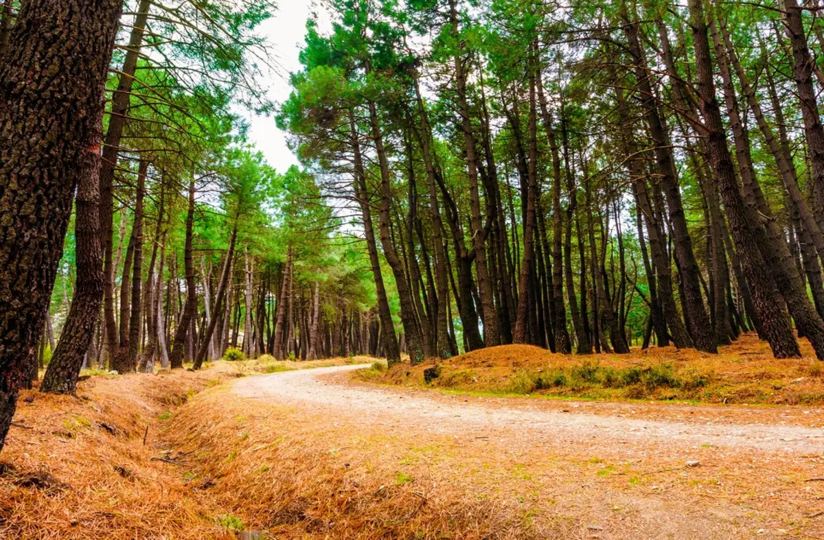 El proyecto 'Arco Verde Universidades' sumará 25 kilómetros al corredor medioambiental en la zona noroeste 