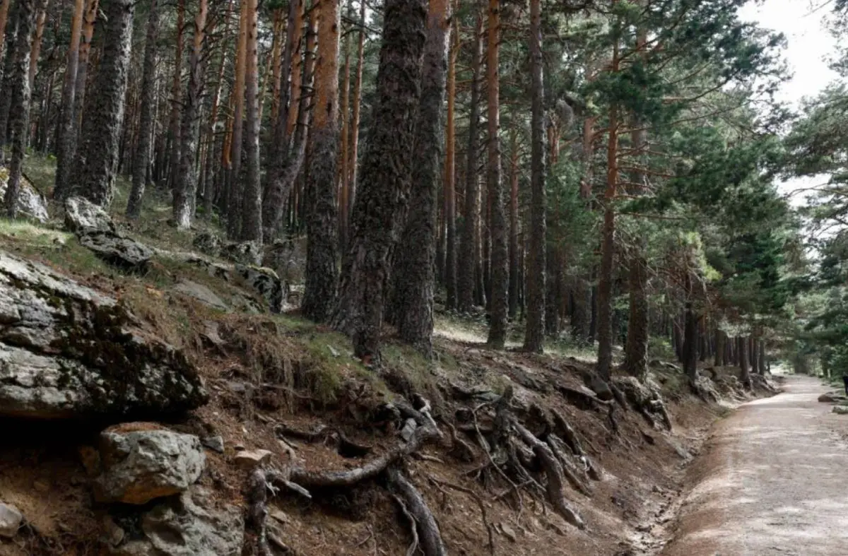 El proyecto 'Arco Verde Universidades' sumará 25 kilómetros al corredor medioambiental en la zona noroeste 