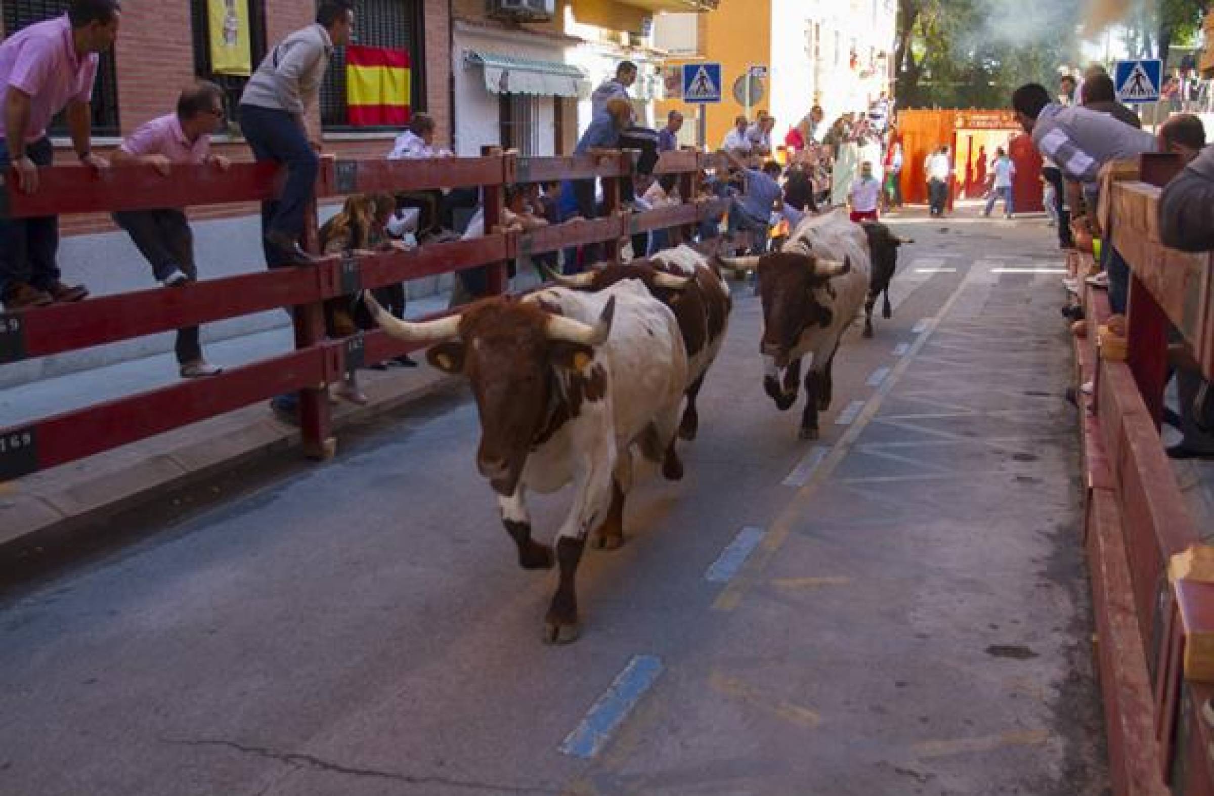 Los eventos taurinos continúan en las Fiestas de Boadilla tras la novillada del sábado: estas son las propuestas