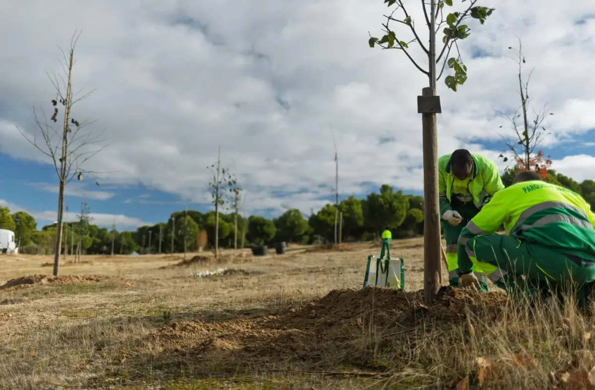 Boadilla suma más de 200 árboles nuevos en cuatro zonas verdes del municipio 