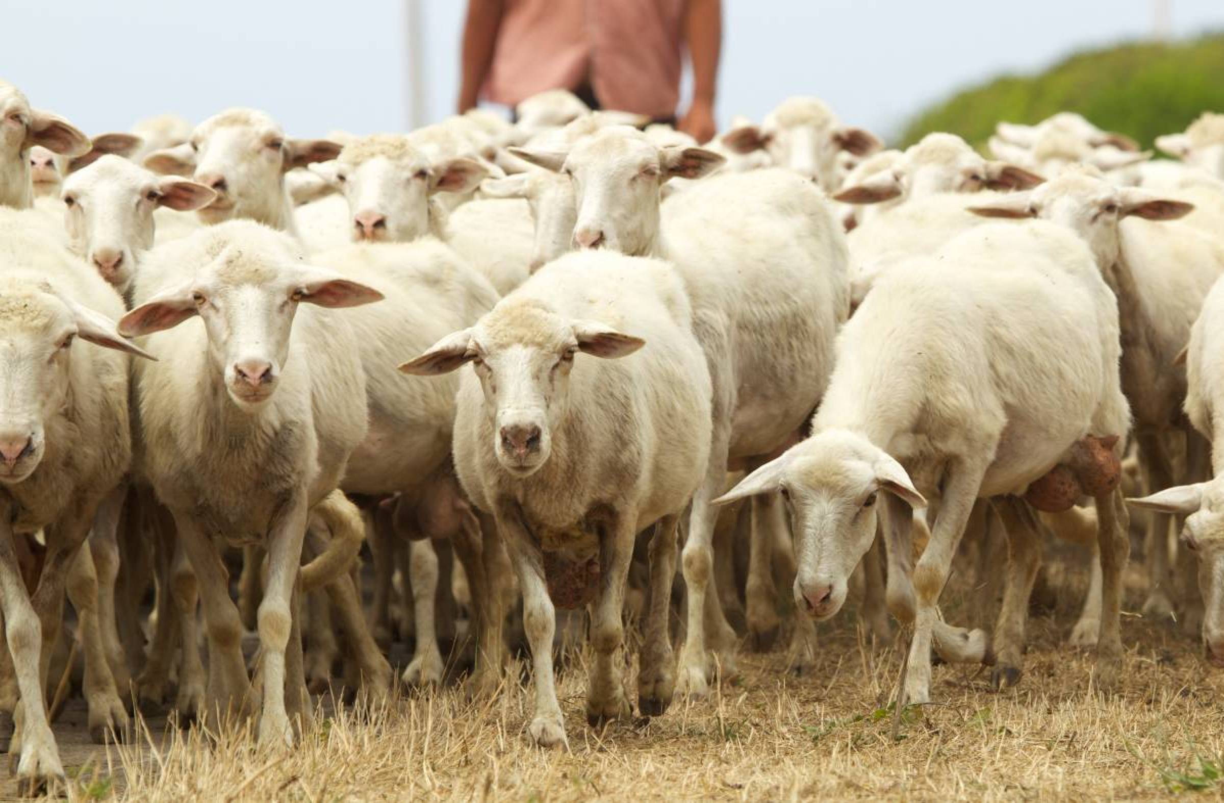 Las ovejas regresan a La Milagrosa para acompañar al belén viviente este domingo