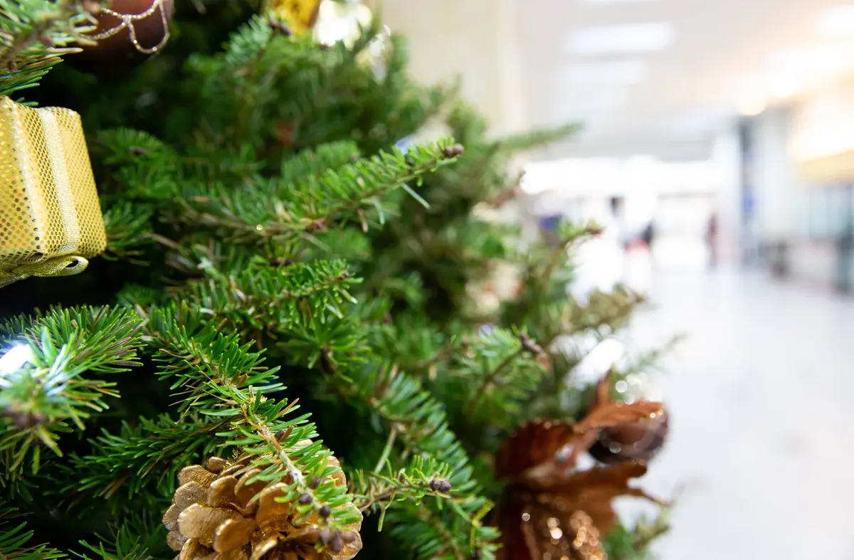 
                                        Boadilla habilita el Punto Limpio para depositar los árboles de Navidad