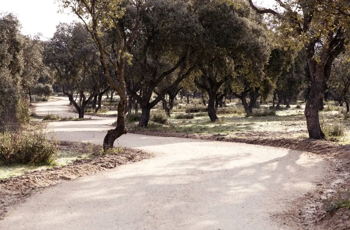 Finalizada la senda ciclable de Boadilla que discurre paralela a la M-516 hasta la urbanización Los Fresnos