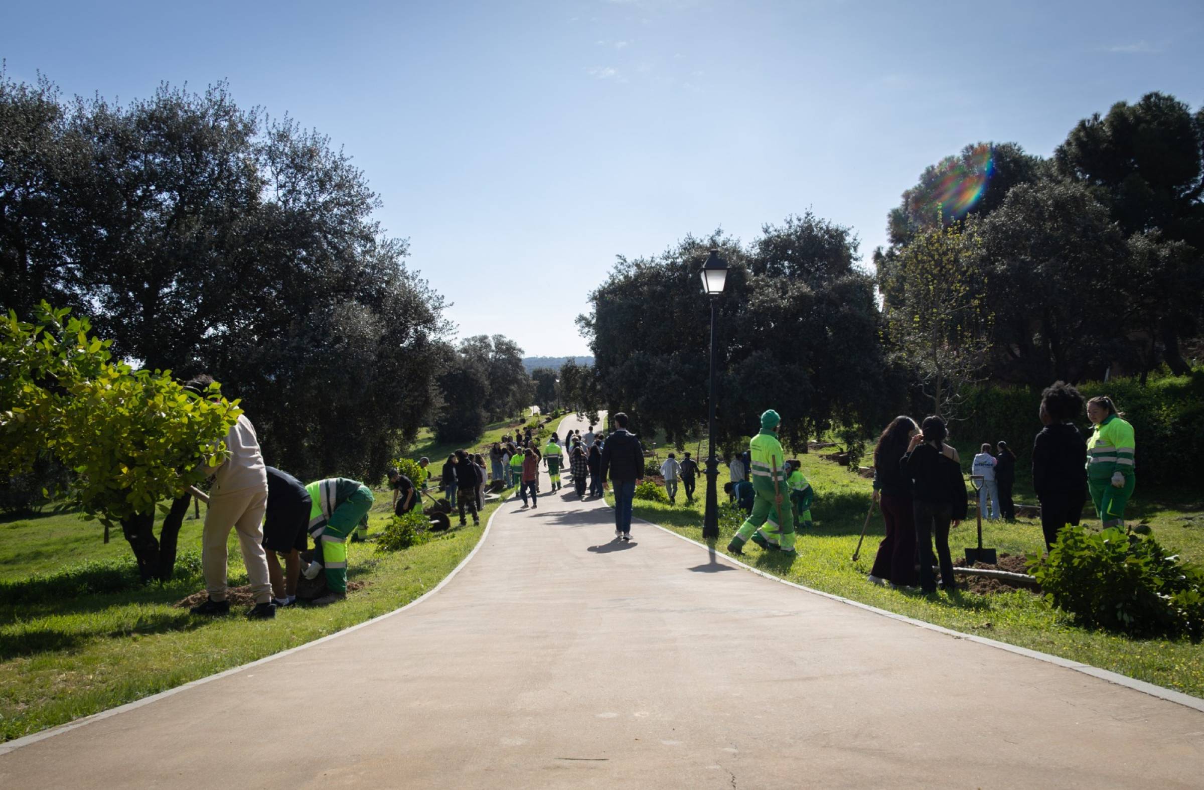 El Ayuntamiento de Boadilla realiza diversas actuaciones de mejora vegetal y paisajística en distintos puntos del municipio