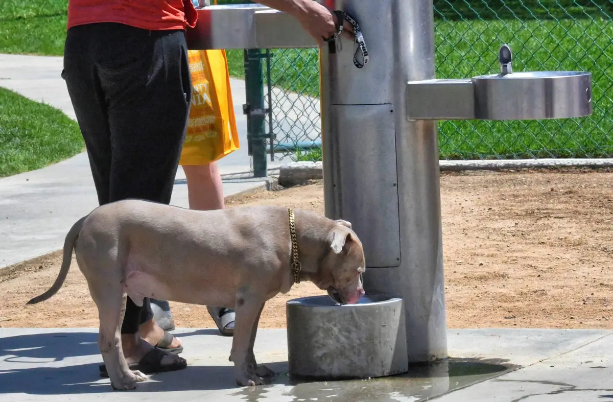 Rechazada la propuesta de Más Madrid Boadilla para ampliar las fuentes públicas y adaptarlas para perros