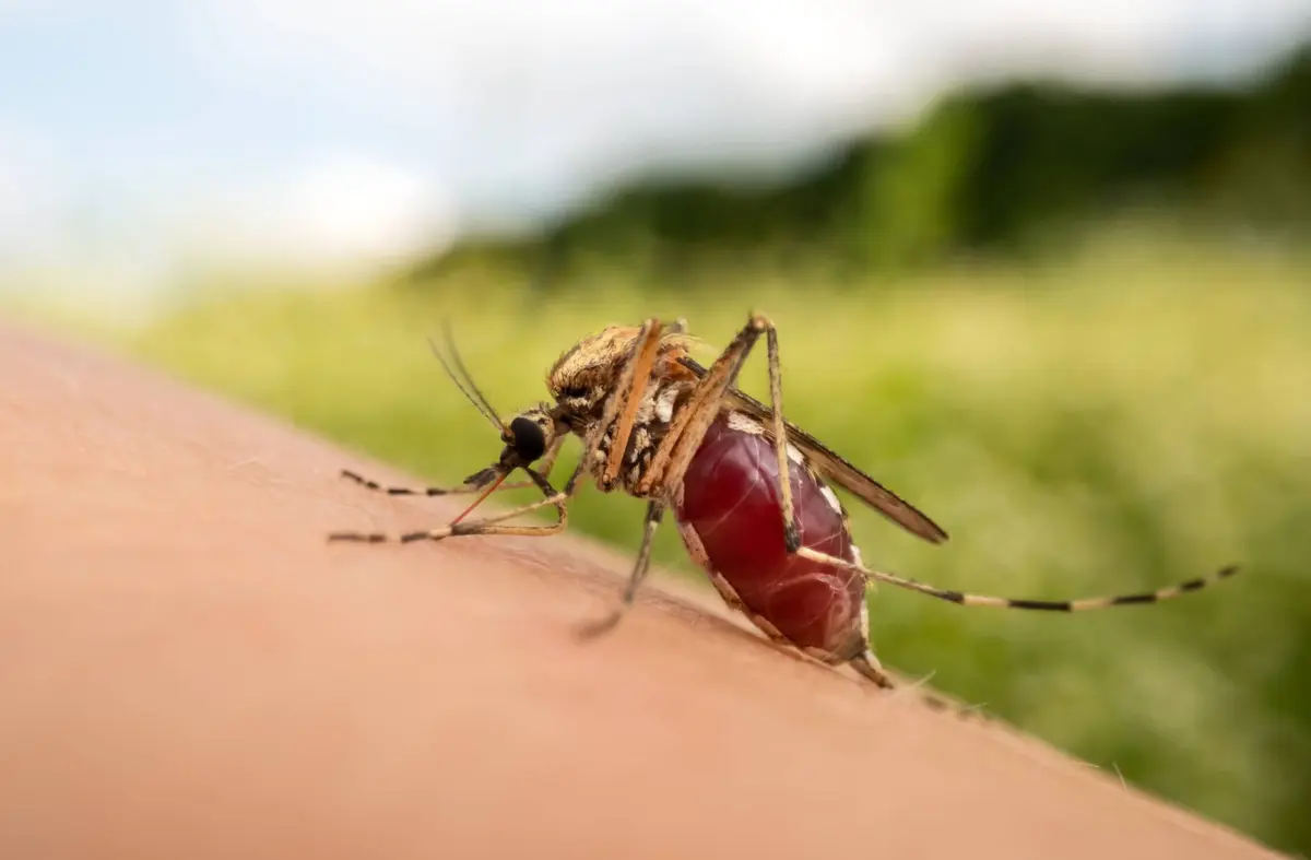 El Ayuntamiento de Boadilla refuerza la vigilancia del mosquito tigre con una campaña activa hasta noviembre