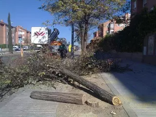 El Partido Socialista de Boadilla denuncia en el Seprona la tala de 100 acacias.