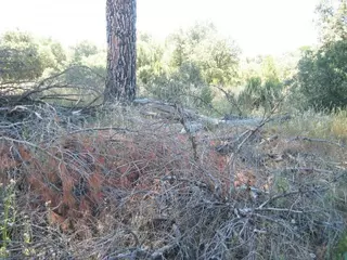 Alternativa por Boadilla denuncia el riesgo de incendio en el monte de Boadilla