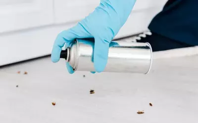 Plaga de Cucarachas en Viñas Viejas