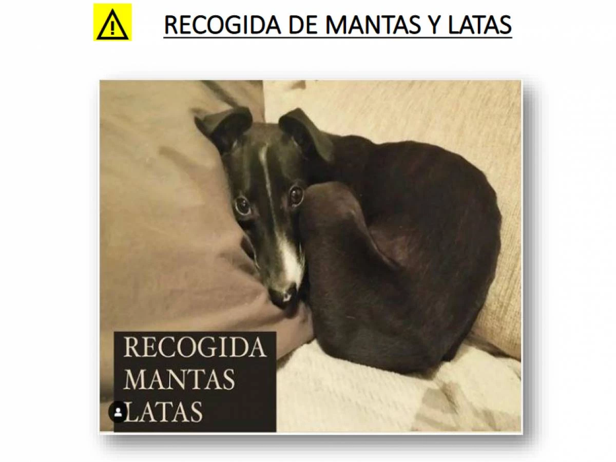 Recogida solidaria de Mantas y Latas para refugios y protectoras