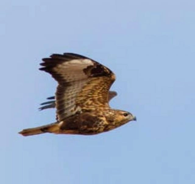 Las aves del parque regional del Guadarrama