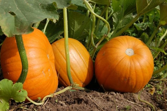 Curso: Preparación del Huerto de Invierno