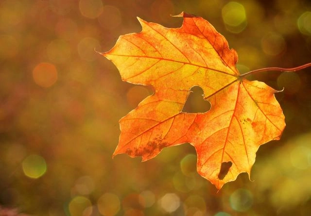 Ruta interpretativa – Otoño en el Monte Sur