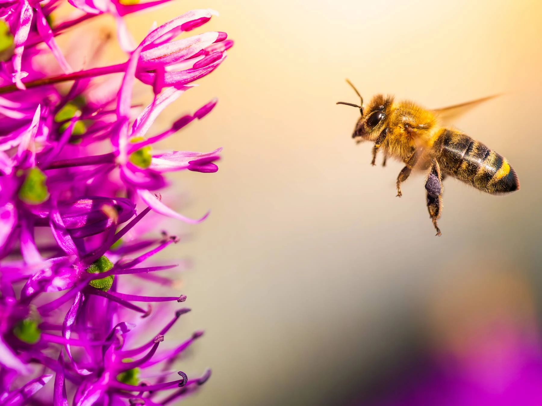 Taller familiar gratuito: Día Mundial de las Abejas