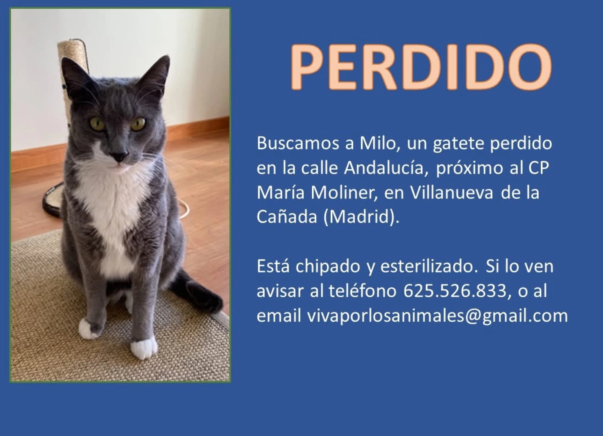 Gato gris y blanco perdido