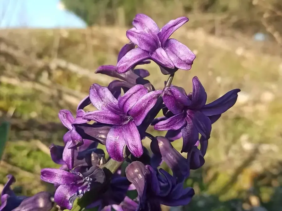 Paseo por el Parque Forestal Viñas Viejas
